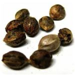 Семена марихуаны АК-47 (Seeds AK-47) в Лабытнанги Семена марихуаны АК-47 (Seeds AK-47) в Лабытнанги